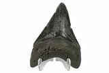 3.41" Fossil Megalodon Tooth - South Carolina - #130791-2